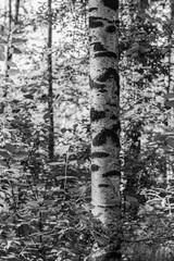 Der Park Aleksandrino liegt in St. Petersburg in der N&auml;he der Metro Prospekt Veteranov. Eine Oase von Frieden und Ruhe. Hier leben viele Eichh&ouml;rnchen und V&ouml;gel im Birkenwald