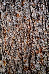 Relief wood texture. Tree background.