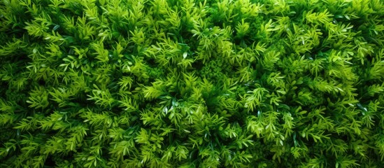 Fototapeta premium A close-up view of beautiful decorative green fresh live grass growing on a wall, showcasing its lush leaves and vibrant color.