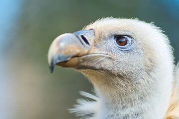 Imposing vulture in its natural environment, highlighting its penetrating gaze and detailed plumage with an out-of-focus background.