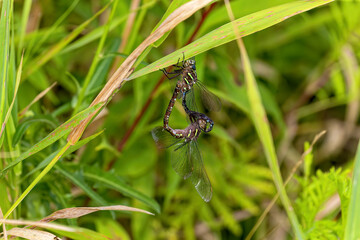 Dragonfly Swamp darner (Epiaschna heros) during mating, nature scene from central wisconsin