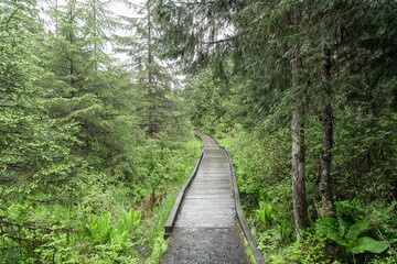 boardwalk footpath to The Petersburg muskeg (Peat Bog) with mist in the woodlands, Alaska, USA