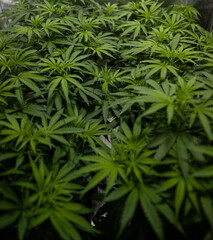 Plante de Cannabis