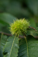 une châtaigne en pleine croissance