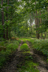 Obraz premium balade en forêt