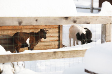 Goats in contact zoo outdoors in winter. Horizontal image.