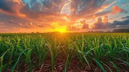 Badezimmer Foto Rückwand sugarcane field and cloudy sky at sunset  © hisilly