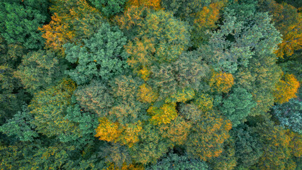 Green and yellow forest from above drone as background