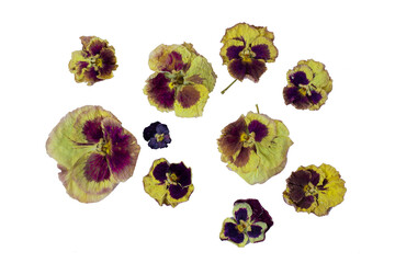 Beautiful dried colorful pansies flower.