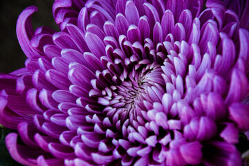 close up of purple dahlia