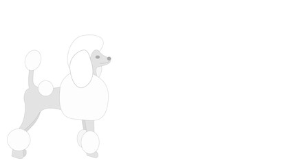 background with white poodle dog 