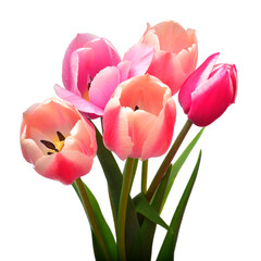 Bouquet white-pink striped tulips isolated on white background. Still life, wedding. Flat lay, top...