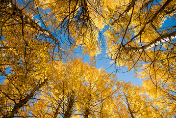 autumn trees against sky