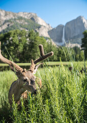 Yosemite falls with a deer grazing on grass