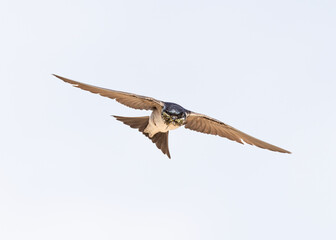 western house martin in flight with beak full of captures insects