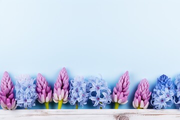 Fresh purple hyacinth flowers on blue background with copy space. Bouquet of violet hyacinths....