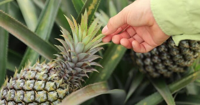 People checking the pineapple grow on tree in garden