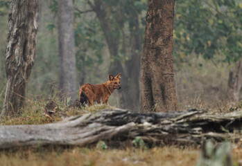 Dhole or Asiatic or Indian or Red Wild Dog - Cuon alpinus is canid native to Asia, genetically...
