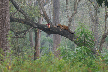 Leopard - Panthera pardus, big spotted yellow cat, resting male on the tree branch with hanged prey, India or Africa, genus Panthera family Felidae, partly eaten corpus of the death preyin the jungle