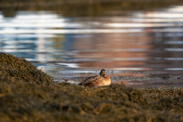 A female mallard resting in the sun on seaweed near the ocean