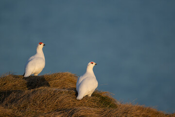 Two Willow Ptarmigan looking to the side over the water, eye level