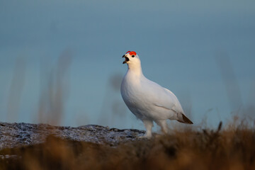 A Willow Ptarmigan seen from the side, singing, blue background, heather and snow