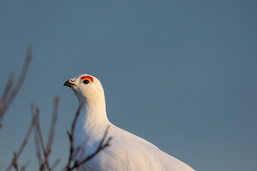 Closeup of Willow Ptarmigan behind bushes