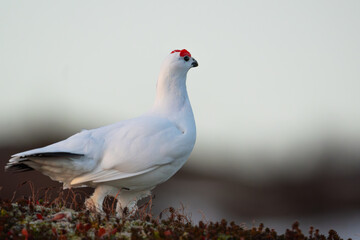 A Willow Ptarmigan walking on heather, seen from the side, blurry background