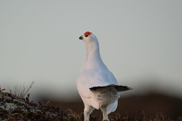 A Willow Ptarmigan seen from the back with its tail up, head to the side