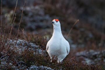 A willow Ptarmigan in snow and heather, looking towards the camera © Snorre