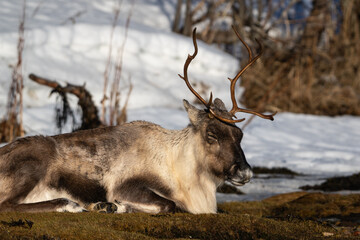 A female reindeer sleeping in the snow, in the sun © Snorre