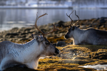 Two reindeer looking towards each other, with the ocean in the background