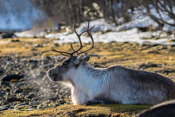 A reindeer feeding near the ocean, laying down chewing grass