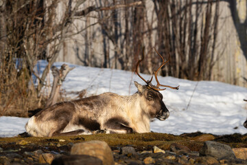 Naklejka na ściany i meble A reindeer resting in the snow near the woods, sunlit