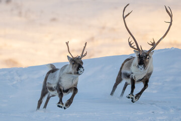 A reindeer couple, running towards the camera with sunlit mountains in the background, snow