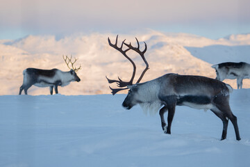 A group of reindeer with big antlers in the snow, in front of mountains