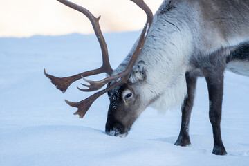 A reindeer feeding in the snow, closeup, high detail