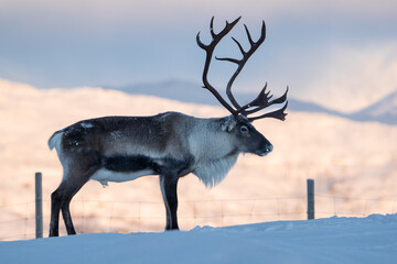A big reindeer buck in front of a fence, with snow covered mountains in the background