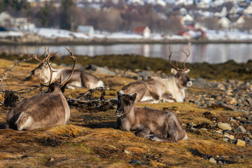 Four reindeer resting by the ocean in a rural Norwegian town, town in background