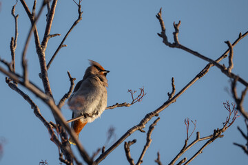 A bohemian waxwing in the sun atop a tree