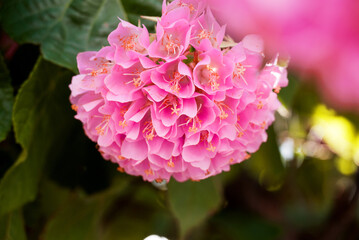 Dombeya wallichii, or tropical hydrangea,  stunning pink flowers