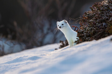 A stoat peeking out behind some heather in the snow in Norway