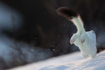 A stoat running in the snow in Norway, with winter coat
