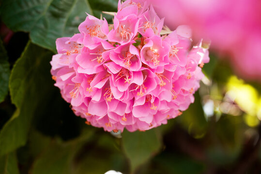 Dombeya wallichii, or tropical hydrangea,  stunning pink flowers