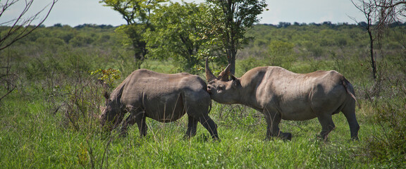 Obraz premium black rhinos on the savannah, Namibia