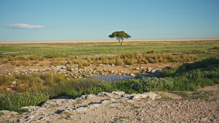 lone tree on the savannah