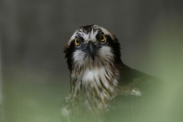 カメラ目線のミサゴの顔