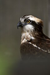 かっこいいミサゴのサイドショット