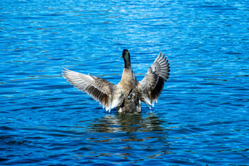 Goose in Water