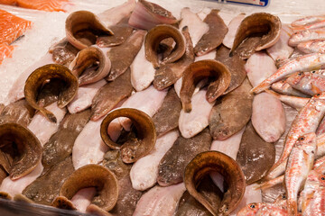 fish market with many different fresh fishes